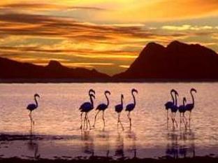 Flamingo Lake Resort